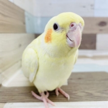 性格はなまる✨オカメインコ(ルチノー)