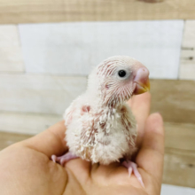 わた毛天国♡セキセイインコヒナ(ダブルファクター)