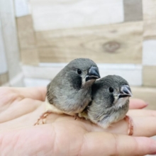 元気いっぱいなちびっ子✨キンカ鳥ヒナ！