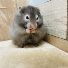 食いしん坊くん☆セーブルハムスターの男の子！