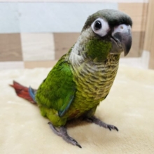 最新画像有り☆ヒナ餌卒業で手乗りできちゃいます☆ホオミドリウロコインコのヒナ！