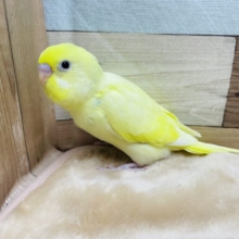 優しい雰囲気のクリームハルクインカラー☆セキセイインコのヒナ！