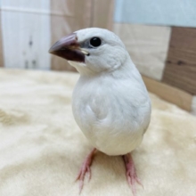 最新画像有り☆元気いっぱい☆シルバー文鳥のヒナ！！