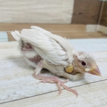 あまり見られません！！レアです！シルバーイノ文鳥！！