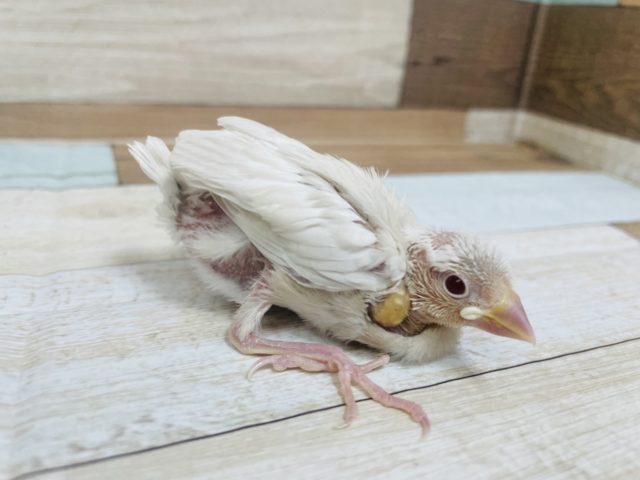 あまり見られません！！レアです！シルバーイノ文鳥！！