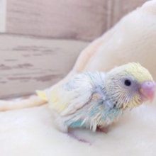ビビっとくる☆☆美鳥さんですねっ　セキセイインコ　パステルレインボーパイド　2021　12月2日