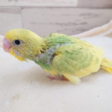 突進系？？元気なセキセイインコ～　スパングルパイド　2021　12月2日