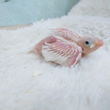 馴れる鳥さん！　白文鳥でｺﾞｻﾞｲﾏｽーーー