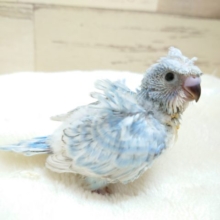 豪華！☆巻き巻きのーー羽衣セキセイインコ　2021　１２月１１日