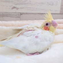 お探しですか？？　可愛いオカメ☆　オカメインコ　ルチノーです！　2021　１２月２５日