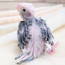 ドヤ顔が可愛いコっ　オカメインコ　ホワイトフェイスパイド～　2021　１２月２５日
