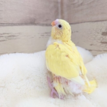 イエロー鮮やか～　くりくりの黒い瞳です☆　セキセイインコ　ダブルファクター　2021　１２月２５日