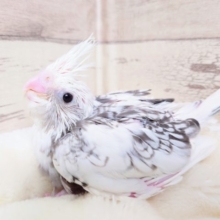 ムッチリとした笑顔がたまりません！　オカメインコ　ホワイトフェイスパールパイド　2021　１２月３０日