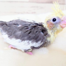 まんまる背中が可愛いですねっ　オカメインコ　パイド☆　2021　１２月３０日