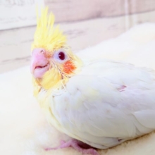 甘ったれさん♬　真っ赤な瞳のオカメインコーー2021　１２月３０日