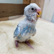ごはんが大好きなヒナさん☆セキセイインコのパイドカラー！