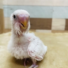 真っ白天使さん☆セキセイインコのダブルファクター！