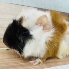 推してます。。。可愛い可愛いアビシニアンモルモット！！