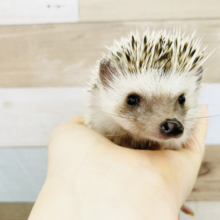 抱っこできちゃう♥️ヨツユビハリネズミちゃん！