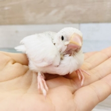 人気なんですっっ！！白文鳥ヒナ★