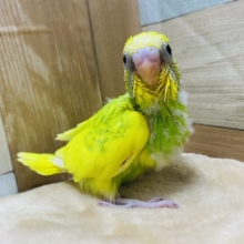 ビタミンカラー⭐︎鮮やかなカラーのセキセイインコ！