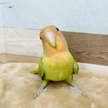 馴れてないじゃん…と見せかけて♥コザクラインコ(オパーリン)