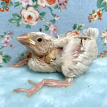 シルバーイノ文鳥  入舎しました！  12/28