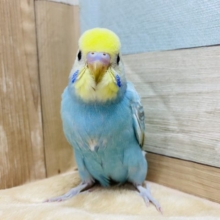 人気カラー♡ドヤ顔が得意？セキセイインコレインボー
