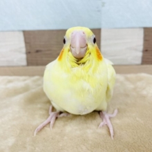 超ホヤホヤ最新画像♪元気いっぱい☆オカメインコのヒナのルチノーカラー！
