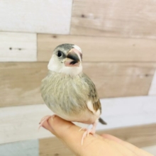 元気いっぱい☆ブンブン桜文鳥ヒナ〜！！