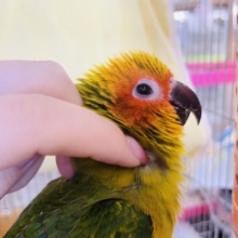 超ホヤホヤ最新画像✨何でそんなに可愛いの…コガネメキシコインコヒナ！