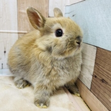 最新画像有り☆まんまる目の可愛い男の子☆ネザーランドドワーフのトートイズシェルカラー！