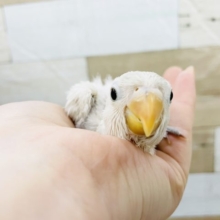 久しぶりの入荷です！ボタンインコさん(ホワイト)きました～♥️