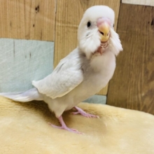 シックで上品なカラー♪セキセイインコライラックやってきました！