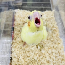 二和にも来てくれました♥️オカメインコヒナ(ルチノー)