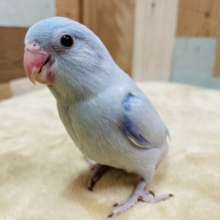 馴れる予感の男の子☆マメルリハインコのアメリカンホワイトカラー！