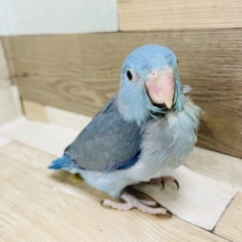 可愛いちびっ子ボーイ♥マメルリハヒナ(ブルー)