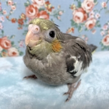 コロコロぼでぃ　と　きらきら瞳です！　オカメインコ　ノーマル　2021　１２月９日