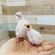 美白✨人気者の白文鳥ヒナ〜！！