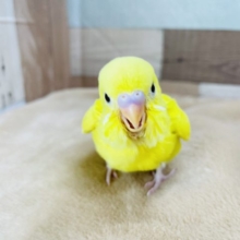 突進するヒヨコ！？セキセイインコヒナ(ダブルファクター)