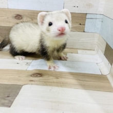 ボク優しいんです…マーシャルフェレットくん(シルバーミット)