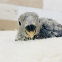 可愛さ罪です！！コザクラインコヒナ(バイオレットファクター)