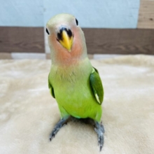 超ホヤホヤ最新画像✨わた毛が可愛い♡ノーマルカラーのコザクラインコやってきました〜