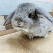 垂れ耳が可愛い男の子☆ロップイヤーラビットのチンチラカラー！