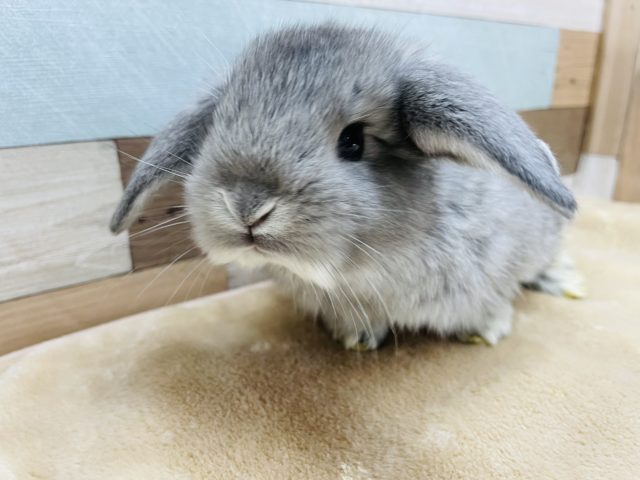 垂れ耳が可愛い男の子☆ロップイヤーラビットのチンチラカラー！