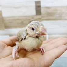 人気のシナモン文鳥ヒナがやってきた〜♪