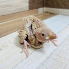 人気な文鳥さんが来てくれました♪ シナモン文鳥！