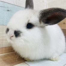 激かわ！愛されっこ♡ ロップイヤー　ブロークン