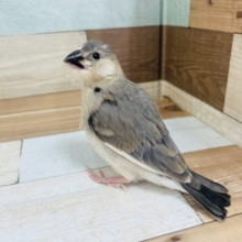 すくすくと成長してますよ！！安定の人気モノ～～　桜文鳥！　おすすめですよ～～～