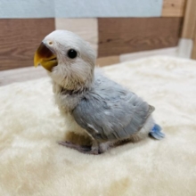 レアカラーのヒナ来ました☆コザクラインコのパステルブルーオパーリン！！